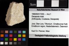 Foto (Objket + Etiketten) von Decapoda indet. 